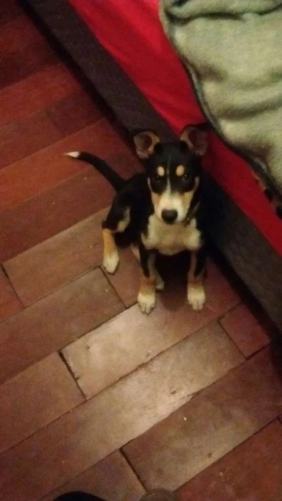 Cachorro ra a Mestiça com Border Collie idade 2 a 6 meses nome Glória