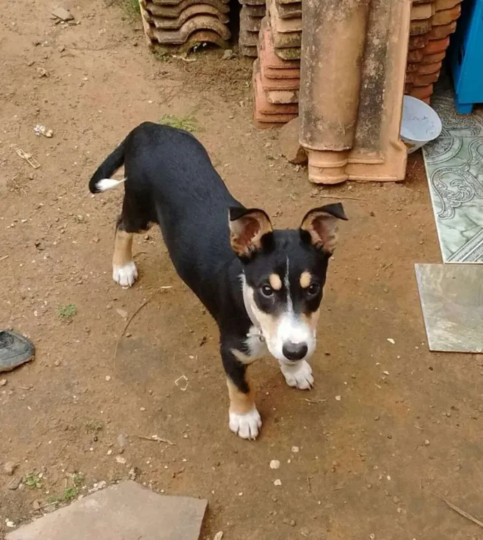 Cachorro ra a Mestiça com Border Collie idade 2 a 6 meses nome Glória
