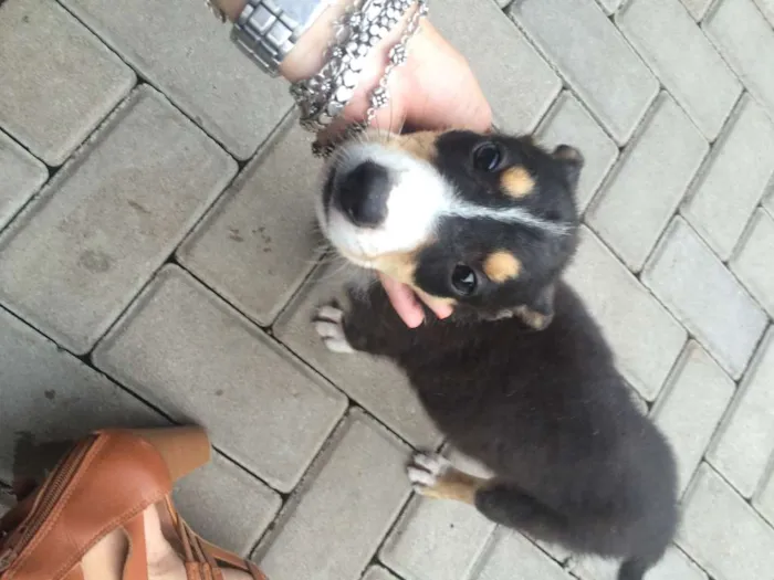 Cachorro ra a Mestiça com Border Collie idade 2 a 6 meses nome Glória