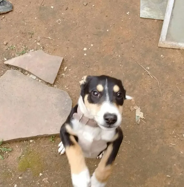 Cachorro ra a Mestiça com Border Collie idade 2 a 6 meses nome Glória