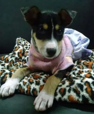 Cachorro raça Mestiça com Border Collie idade 2 a 6 meses nome Glória
