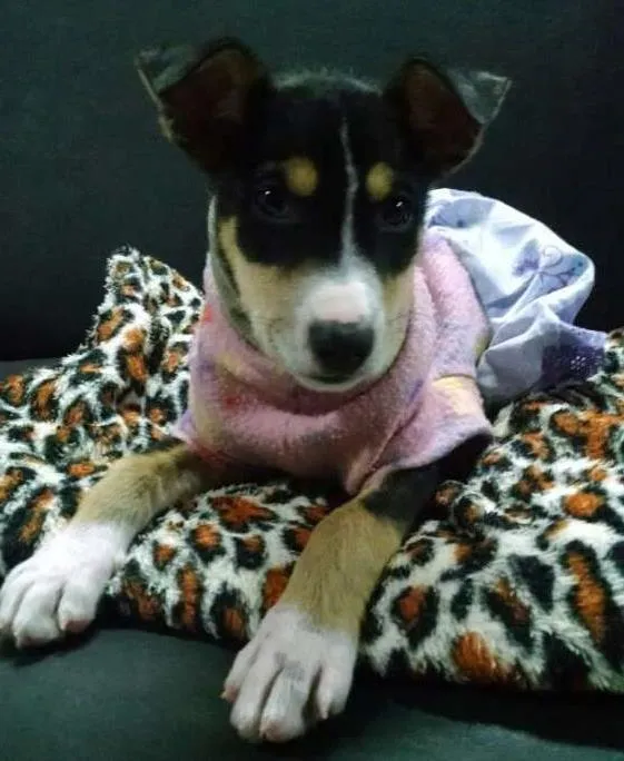 Cachorro ra a Mestiça com Border Collie idade 2 a 6 meses nome Glória