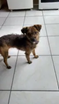 Tiquinha