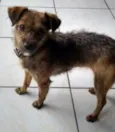 Tiquinha