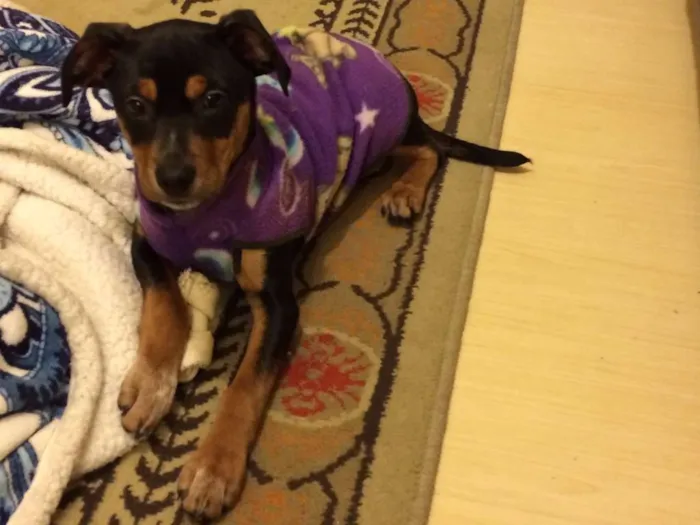 Cachorro ra a SRD idade 2 a 6 meses nome Xereta