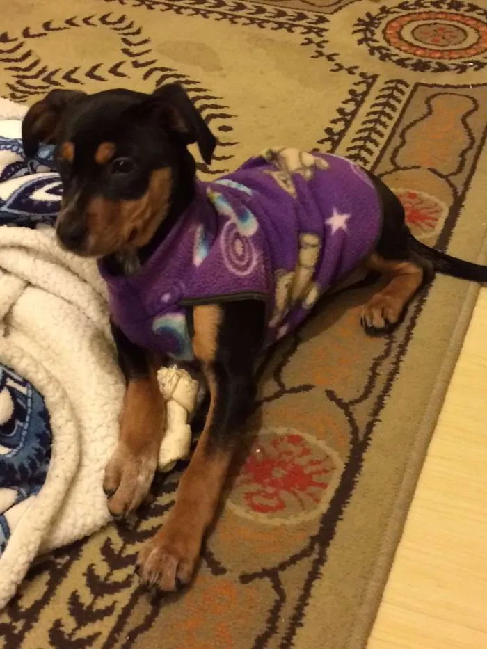 Cachorro ra a SRD idade 2 a 6 meses nome Xereta