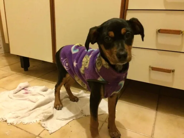 Cachorro ra a SRD idade 2 a 6 meses nome Xereta