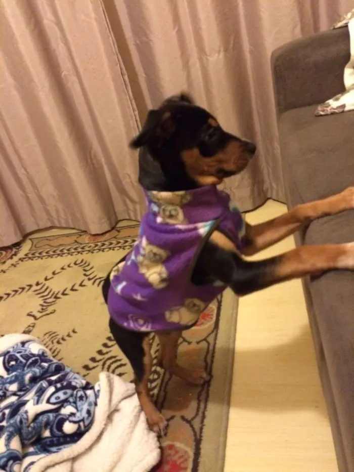 Cachorro ra a SRD idade 2 a 6 meses nome Xereta