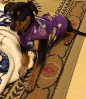 Cachorro raça SRD idade 2 a 6 meses nome Xereta