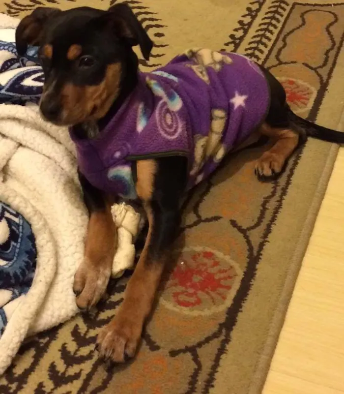 Cachorro ra a SRD idade 2 a 6 meses nome Xereta