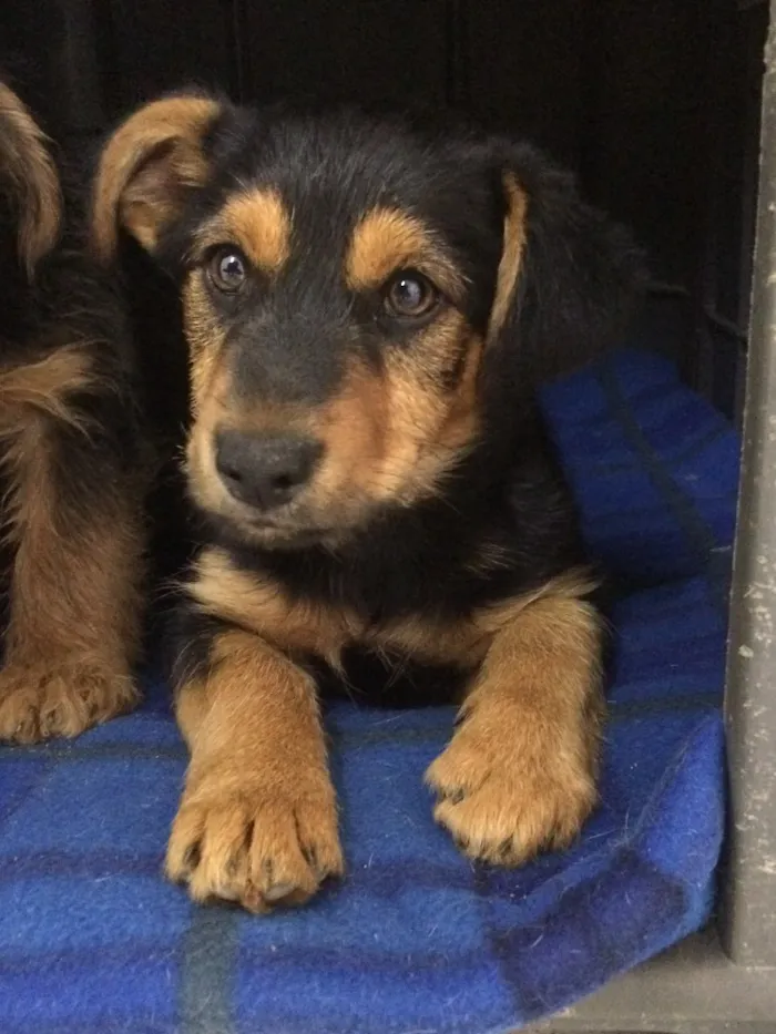 Cachorro ra a SRD  idade 2 a 6 meses nome Tati
