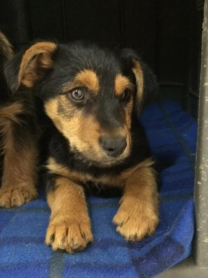 Cachorro ra a SRD  idade 2 a 6 meses nome Tati
