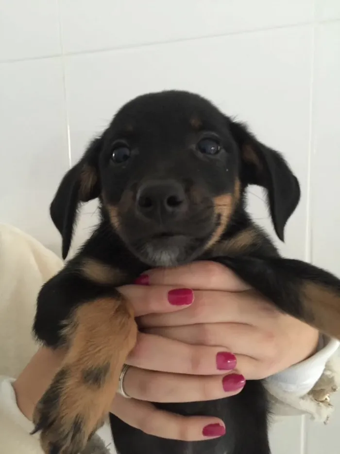 Cachorro ra a SRD  idade 2 a 6 meses nome Maria