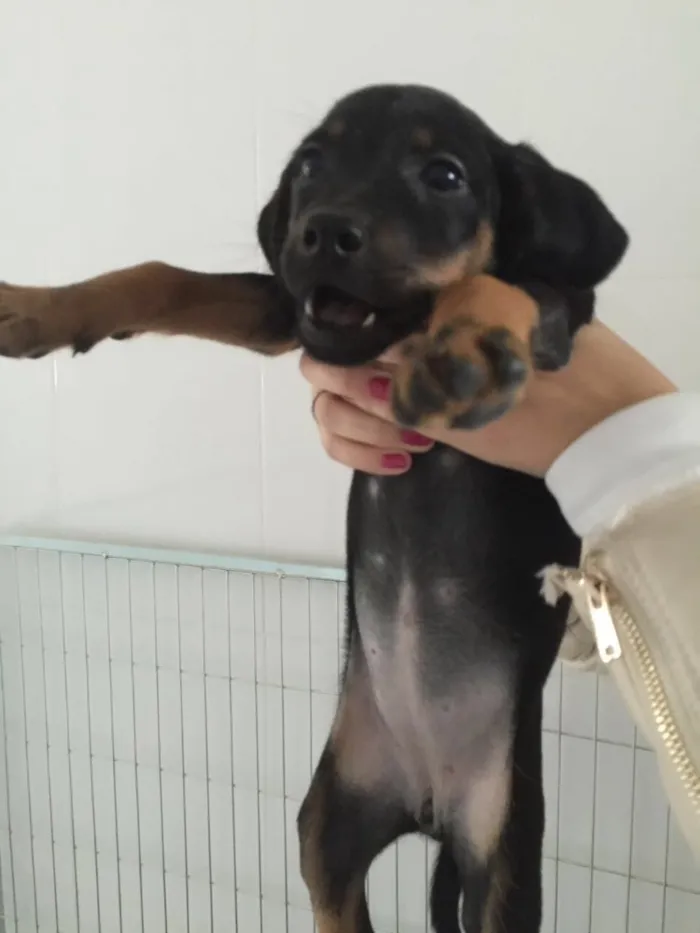 Cachorro ra a SRD  idade 2 a 6 meses nome Maria