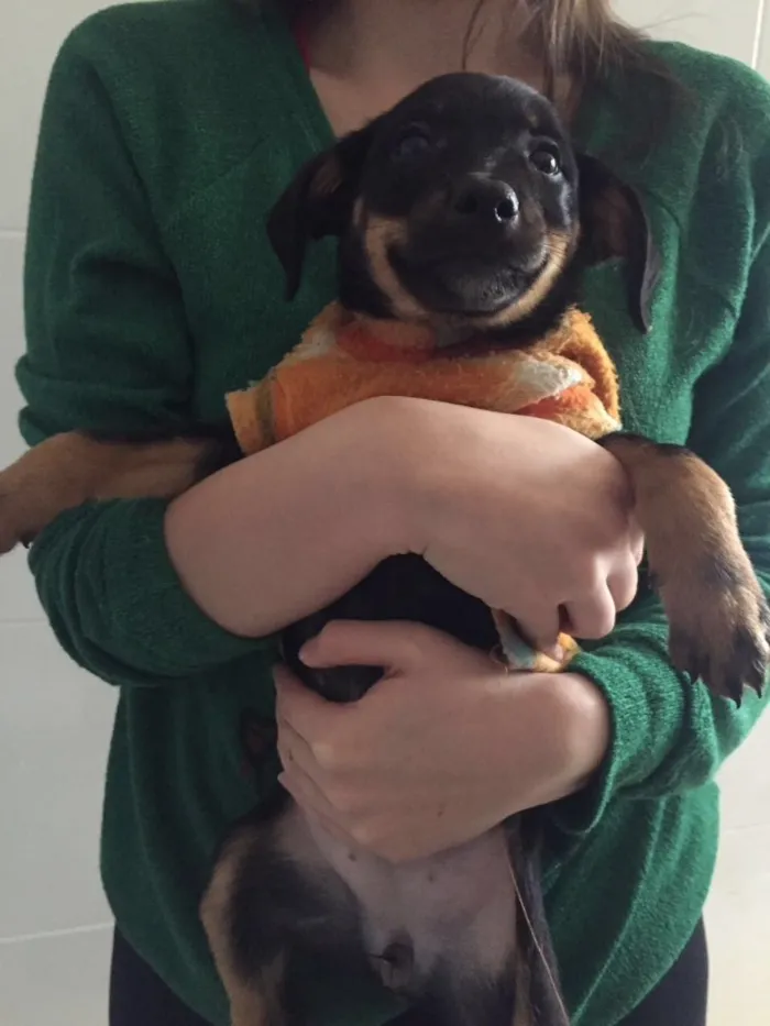 Cachorro ra a SRD  idade 2 a 6 meses nome Maria