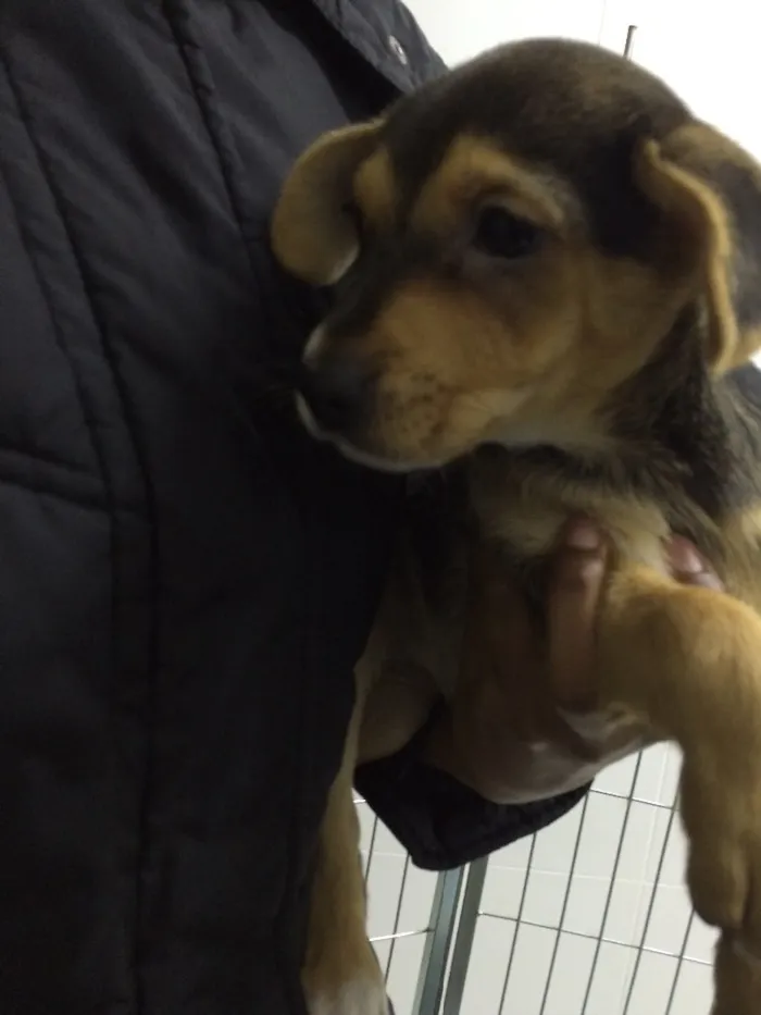 Cachorro ra a SRD  idade 2 a 6 meses nome Fiona 