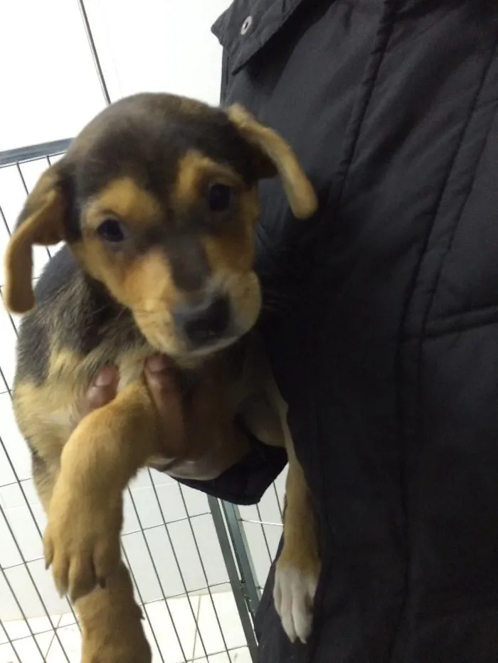 Cachorro ra a SRD  idade 2 a 6 meses nome Fiona 