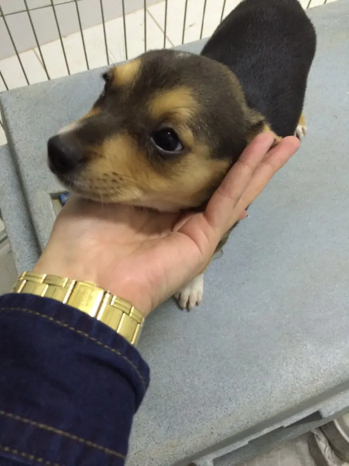 Cachorro ra a SRD  idade 2 a 6 meses nome Bella