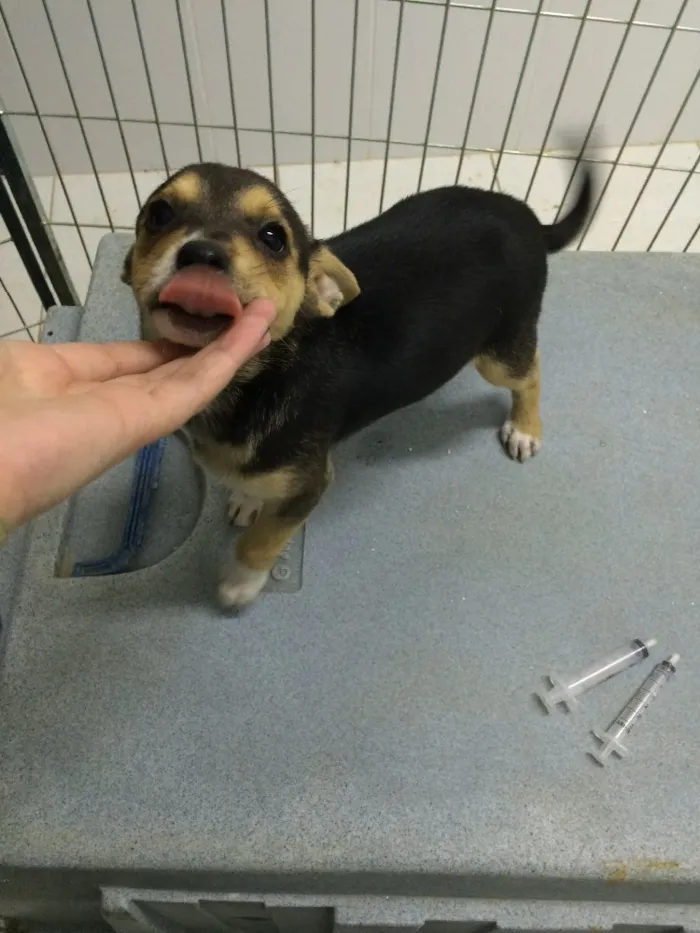 Cachorro ra a SRD  idade 2 a 6 meses nome Bella