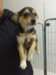 Bella