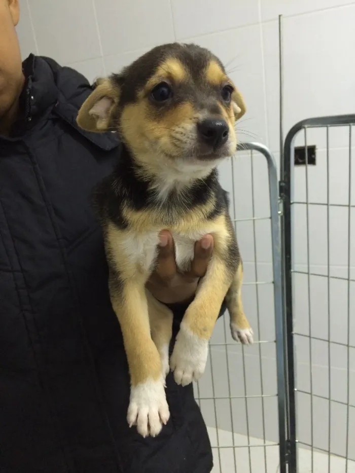 Cachorro ra a SRD  idade 2 a 6 meses nome Bella