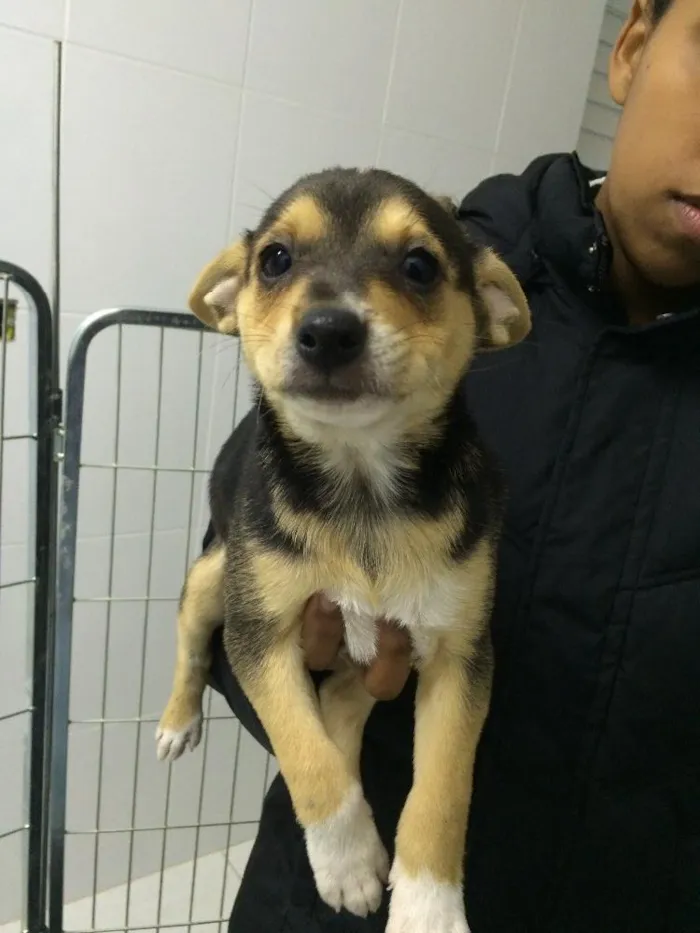 Cachorro ra a SRD  idade 2 a 6 meses nome Bella