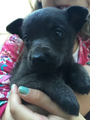 Cachorro raça SRD  idade 2 a 6 meses nome Feijão 