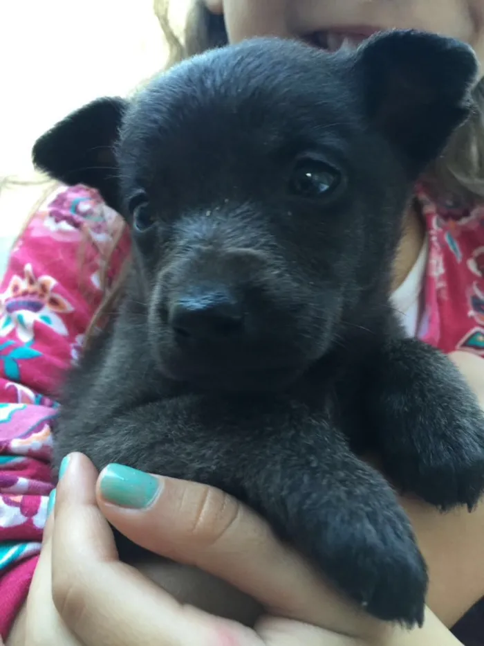 Cachorro ra a SRD  idade 2 a 6 meses nome Feijão 