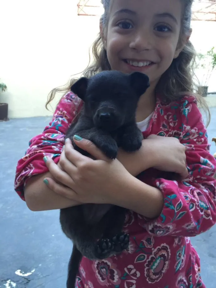 Cachorro ra a SRD  idade 2 a 6 meses nome Feijão 