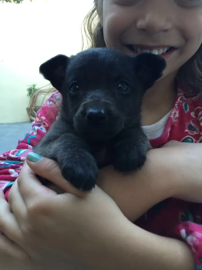 Cachorro ra a SRD  idade 2 a 6 meses nome Feijão 