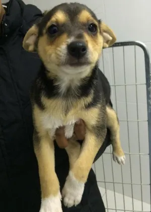 Cachorro raça SRD  idade 2 a 6 meses nome Bella