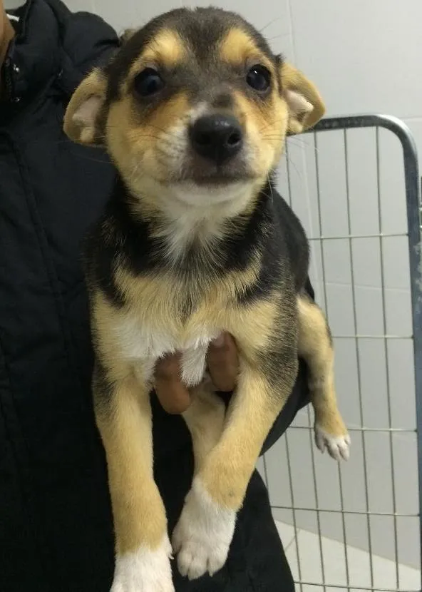 Cachorro ra a SRD  idade 2 a 6 meses nome Bella