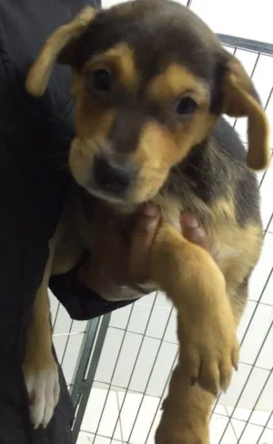 Cachorro raça SRD  idade 2 a 6 meses nome Fiona 