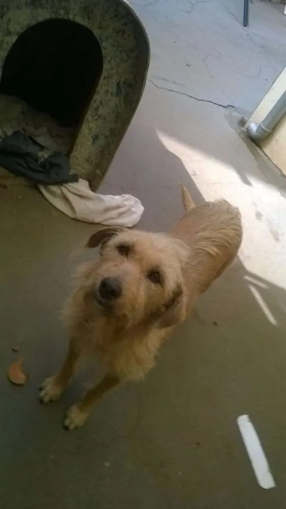 Cachorro ra a vira lata idade 6 ou mais anos nome Duquesa