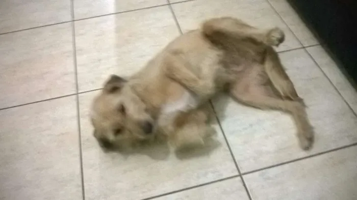 Cachorro ra a vira lata idade 6 ou mais anos nome Duquesa