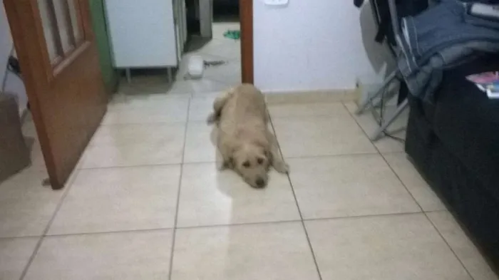 Cachorro ra a vira lata idade 6 ou mais anos nome Duquesa