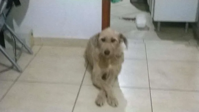 Cachorro ra a vira lata idade 6 ou mais anos nome Duquesa