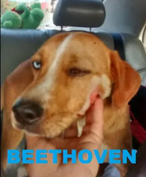 Cachorro raça SRD idade 2 anos nome BEETHOVEN