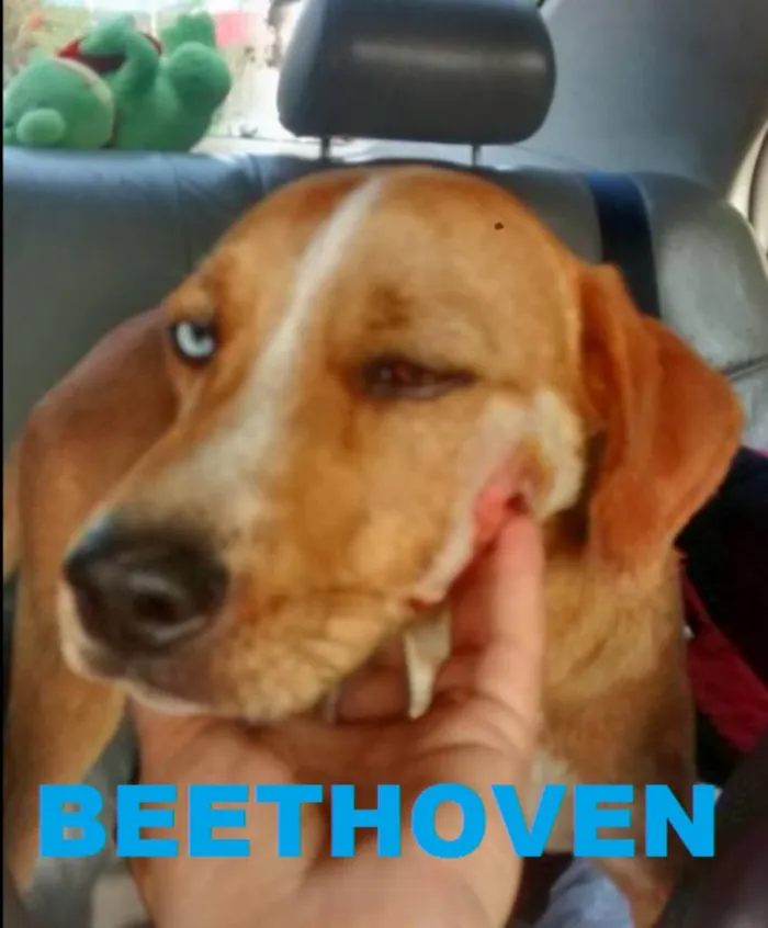 Cachorro ra a SRD idade 2 anos nome BEETHOVEN