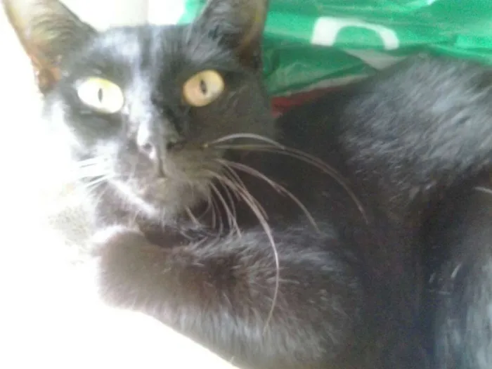 Gato ra a ciames c/vira lata idade 3 anos nome loirinha,cuduro,pepa