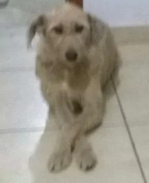 Cachorro raça vira lata idade 6 ou mais anos nome Duquesa