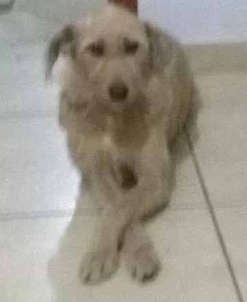 Cachorro ra a vira lata idade 6 ou mais anos nome Duquesa