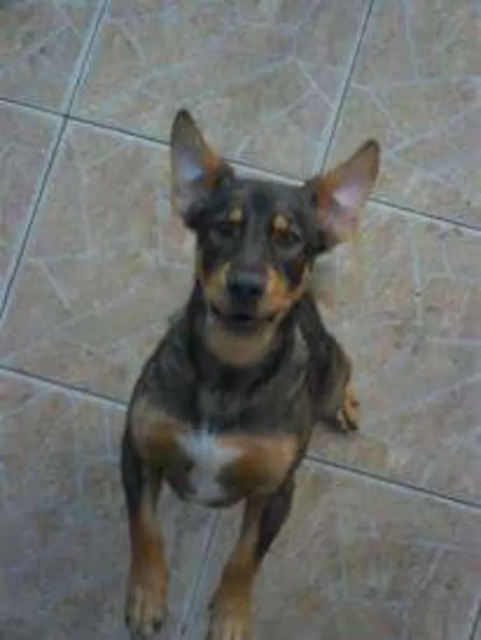 Cachorro ra a SRD idade 5 anos nome SCOOBY