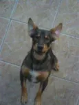 SCOOBY