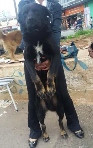 Cachorro raça SRD idade 5 anos nome NEGÃO