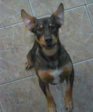 Cachorro raça SRD idade 5 anos nome SCOOBY