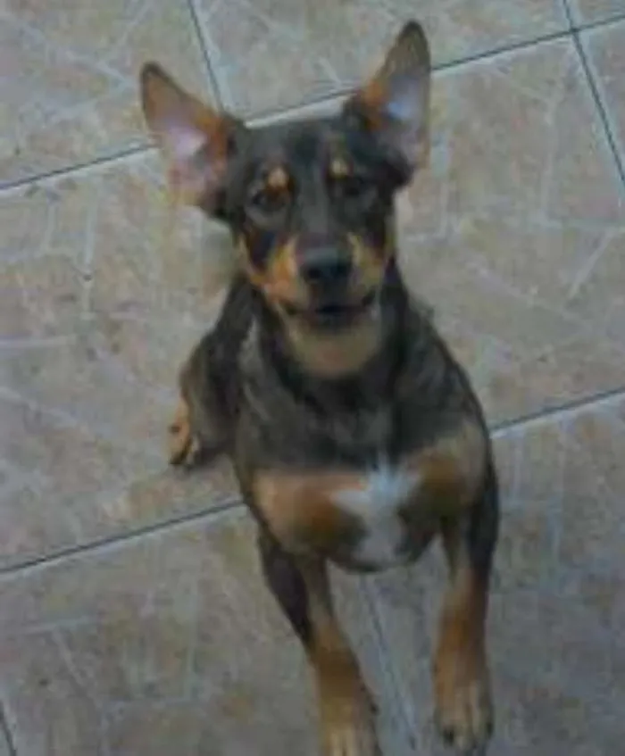 Cachorro ra a SRD idade 5 anos nome SCOOBY