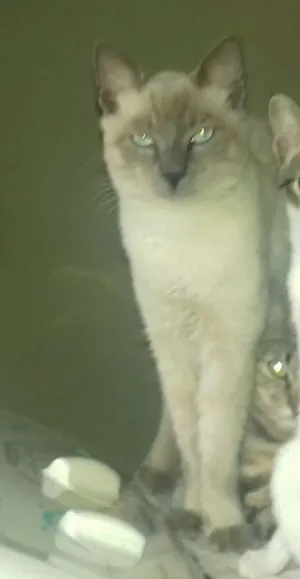 Gato raça MESTISSO COSTIANES idade 1 ano nome SPARK