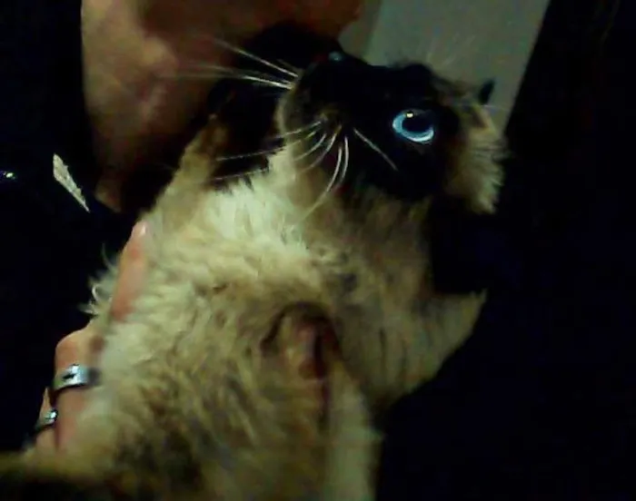 Gato ra a Siamês idade 7 a 11 meses nome sem nome