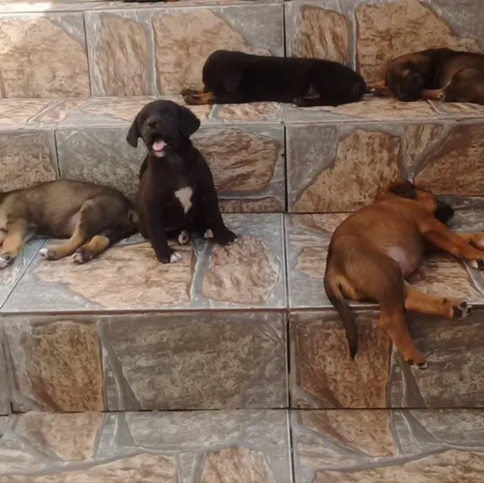 Cachorro ra a Vira Latas idade Abaixo de 2 meses nome Filhotes